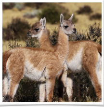 Guanaco - Social